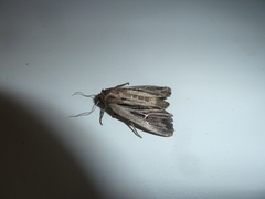 Mythimna velutina