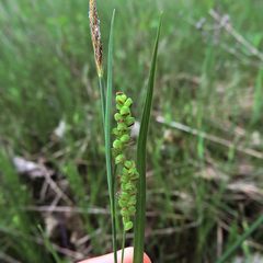 Carex aurea