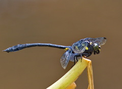 Gomphidictinus perakensis