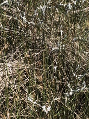 Juncus roemerianus