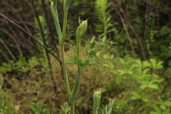 Peucedanum cervaria