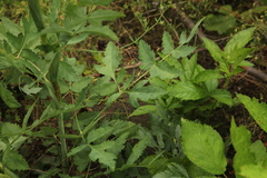 Peucedanum cervaria