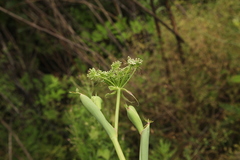 Peucedanum cervaria