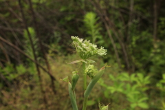 Peucedanum cervaria