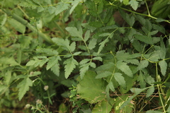 Peucedanum cervaria