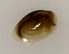 Eulimnadia