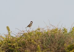 Passer hispaniolensis transcaspicus