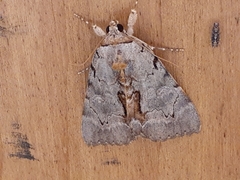 Catocala grynea