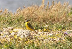 Motacilla flava flava