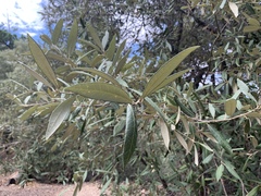 Quercus hypoleucoides