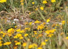 Motacilla flava flava