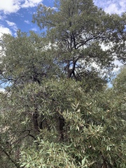 Quercus hypoleucoides