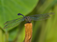 Gomphidictinus perakensis