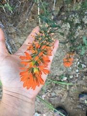 Castilleja applegatei pinetorum