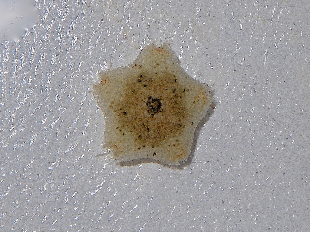 Meridiastra nigranota