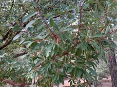 Arbutus arizonica