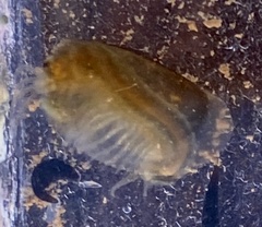 Eulimnadia