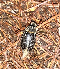 Polyphylla diffracta