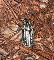 Polyphylla diffracta