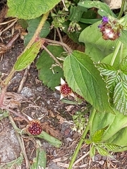 Rubus fruticosus