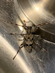 Graphisurus fasciatus