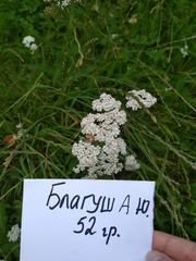 Achillea millefolium