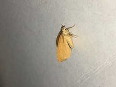 Mellilla xanthometata