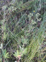 Potentilla approximata