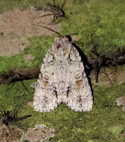 Lesser Oak Dagger photo 3