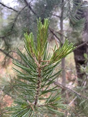 Pinus cembroides bicolor