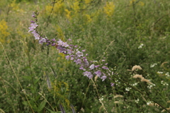 Campanula bononiensis