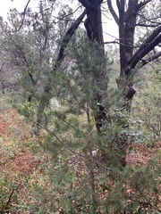 Pinus cembroides bicolor