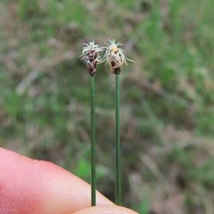 Eleocharis tenuis