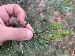 Pinus cembroides bicolor
