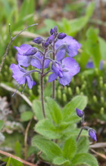 Veronica grandiflora