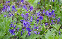 Veronica grandiflora