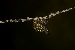Gasteracantha diadesmia