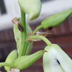 Caplothorax melanopterus