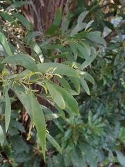 Acacia binervia