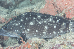 Epinephelus coeruleopunctatus