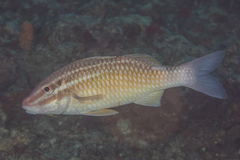 Parupeneus ciliatus