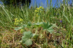 Alchemilla crinita