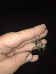 Neurocordulia yamaskanensis