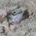 Chinstrap Jawfish - Photo (c) Mark Rosenstein, some rights reserved (CC BY-NC), uploaded by Mark Rosenstein