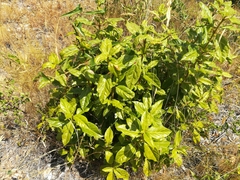 Viburnum tinus