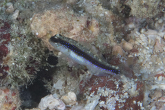 Asterropteryx striata