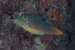 Canthigaster solandri
