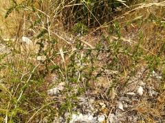 Asparagus acutifolius