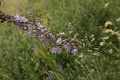 Campanula bononiensis