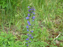 Echium vulgare